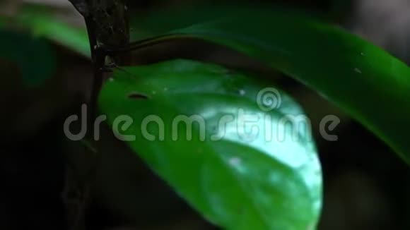 园林蜥蜴在公园中被伪装成花卉植物视频的预览图