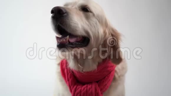 对宠物的爱白色背景上戴着温暖围巾的金色猎犬的滑稽肖像视频的预览图