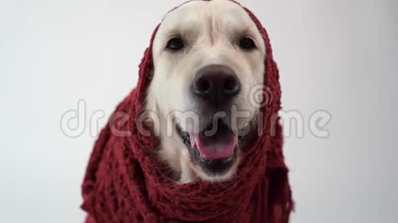对宠物的爱白色背景上戴着温暖围巾的金色猎犬的滑稽肖像视频的预览图