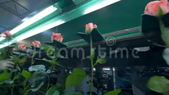 茎上的粉红色玫瑰是在束线上运输的视频的预览图