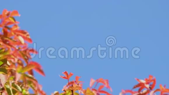 枫树的枝干在晴朗的蓝天背景上吹拂枫叶从橙色变成了鲜红视频的预览图