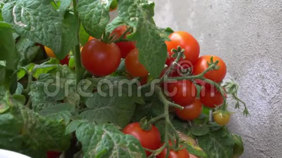 把成熟的红樱桃西红柿收割完在花园里的一张床旁视频的预览图