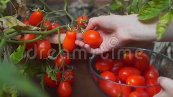 一位年轻女子在花园的花坛边采摘成熟的红西红柿视频的预览图