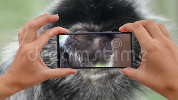 银叶猴短尾座摄影摄像视频的预览图