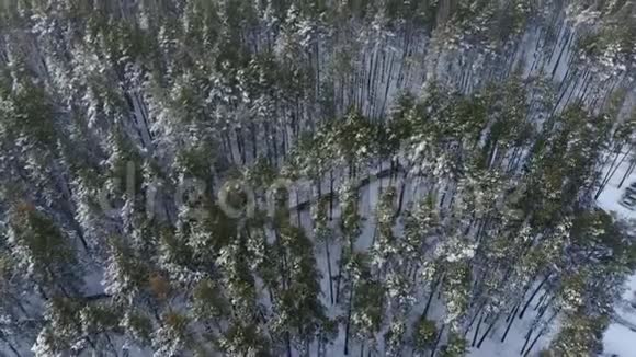 鸟瞰冬天早晨飞过覆盖着冰雪的松树树梢视频的预览图
