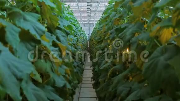 黄瓜绿色植物生长在农工综合体中视频的预览图