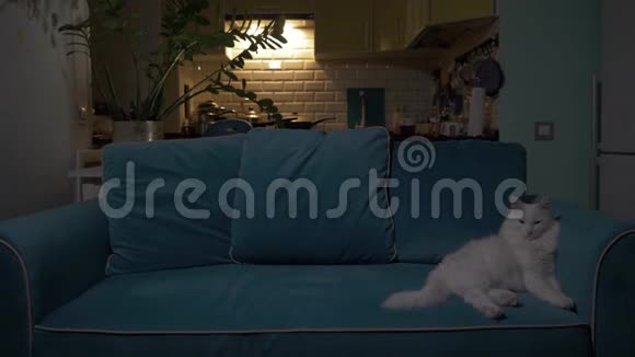 白猫晚上躺在沙发上背景是厨房概念孤独放松休息视频的预览图