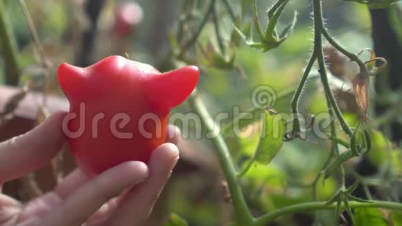 年轻女子在花园里用不寻常的红番茄娇生惯养视频的预览图