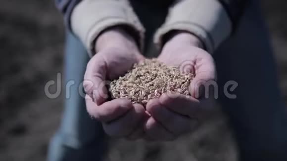 麦粒从你的手指里倒出来粮食农场季节性工作视频的预览图