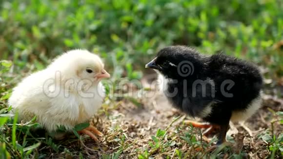 草地上的小鸡和鸡蛋视频的预览图