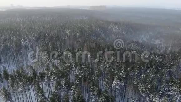 鸟瞰冬天早晨飞过覆盖着冰雪的松树树梢视频的预览图