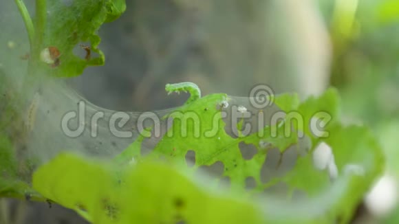 毛毛虫爬行试图站起来在一个被吃掉的受损的叶子特写镜头上视频的预览图