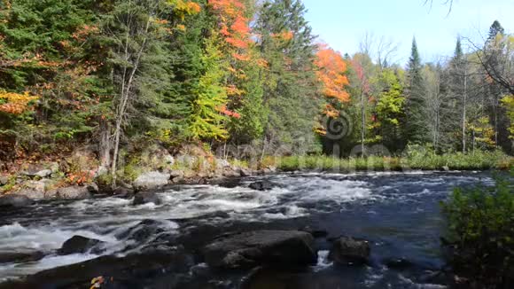 在石质的河边秋天的森林有丰富的色彩视频的预览图