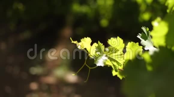 南非河溪河谷葡萄园餐桌葡萄的特写镜头视频的预览图