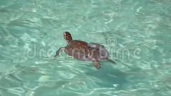 海龟在最纯净的蓝色海水中缓慢游动潜水美丽非凡视频的预览图