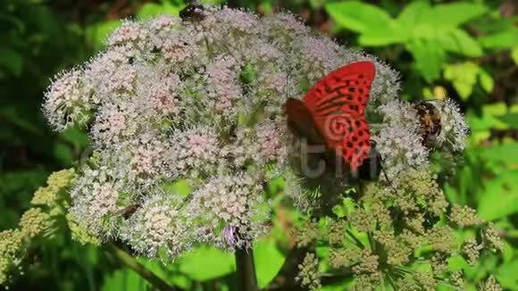 蝴蝶和昆虫给白花授粉视频的预览图