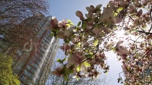 春城现代楼树开花射灯视频的预览图