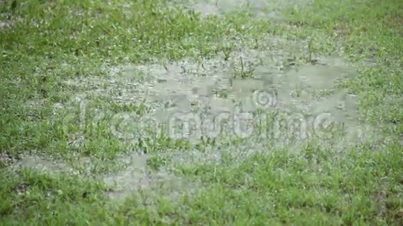 雨在草地上2视频的预览图