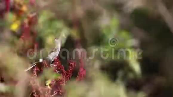 七月的一个风和日丽的日子里雄性芦苇喙状的饲料或昆虫栖息在树木和植物上视频的预览图