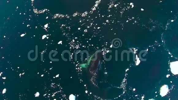 鲸鱼在水中漂浮着冰块安德列夫视频的预览图