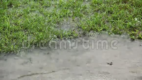 雨在草地上1视频的预览图
