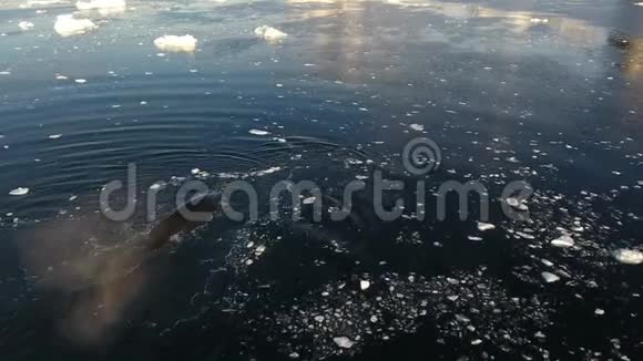 鲸鱼浮出水面溢出水面安德列夫视频的预览图