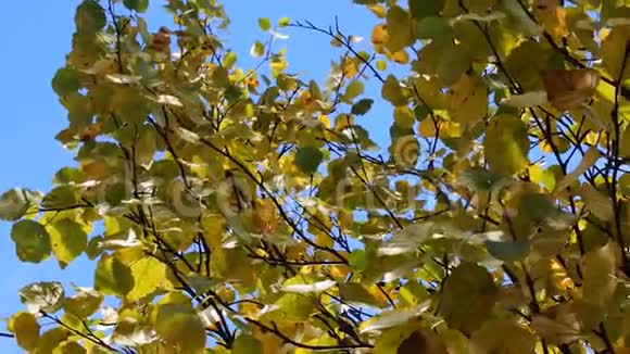 桦树的叶子都变黄了视频的预览图