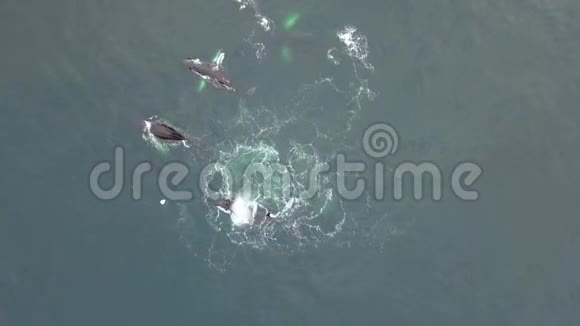 鲸鱼潜水摇尾巴安德列夫视频的预览图