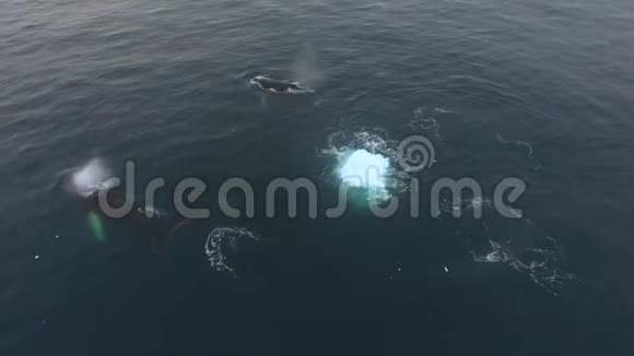 摄像机跟随着一群鲸鱼安德列夫视频的预览图