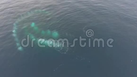 从新兴鲸鱼的高度来看安德列夫视频的预览图