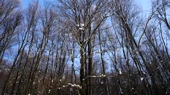 冬季森林树梢的翻拍视频的预览图