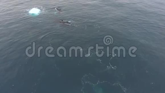 三只鲸鱼在冰山中游泳安德列夫视频的预览图