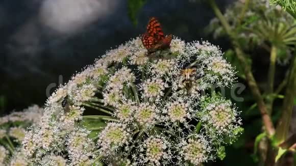 蝴蝶和昆虫给白花授粉视频的预览图