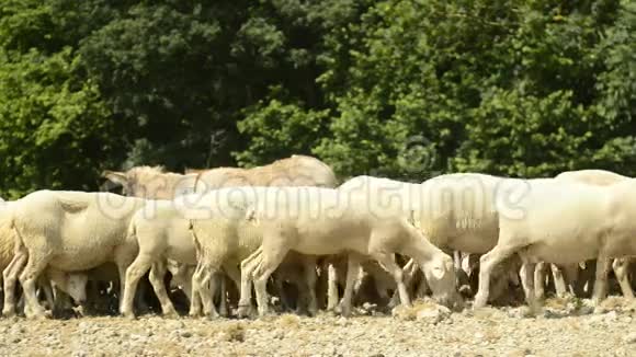 一群羊视频的预览图