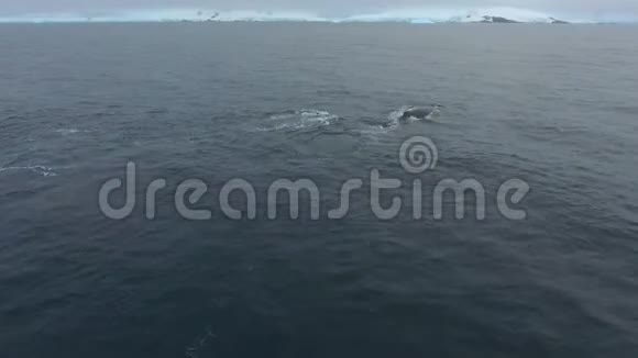 鲸鱼游到冰川的海岸安德列夫视频的预览图