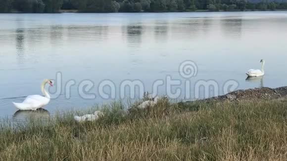 一家白天鹅父母带着天鹅在湖边视频的预览图