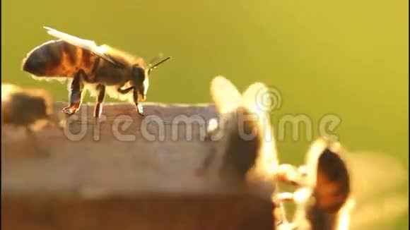 蜜蜂冷却你的家视频的预览图