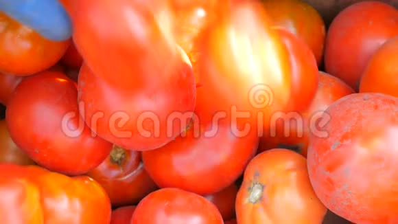 收集到的一大批西红柿的美味收获放在靠近风景的纸板箱里女式手视频的预览图