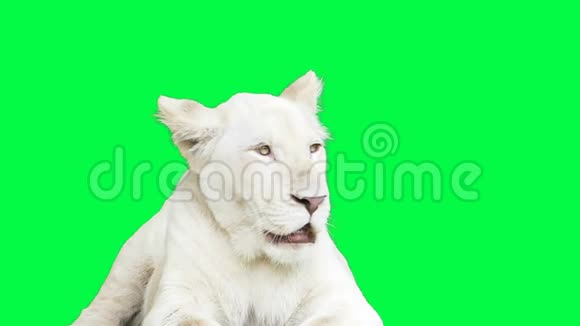 白狮子在打哈欠动物背景视频的预览图