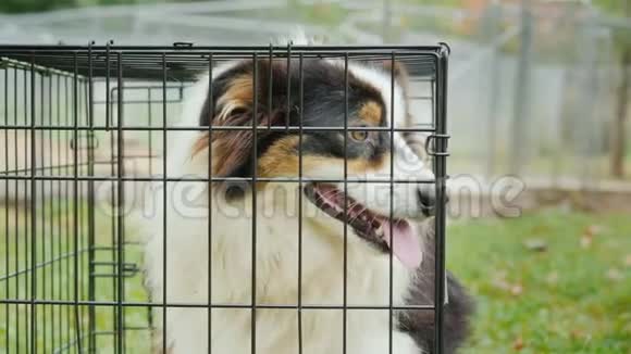 一只悲伤的狗坐在笼子里采用宠物概念视频的预览图