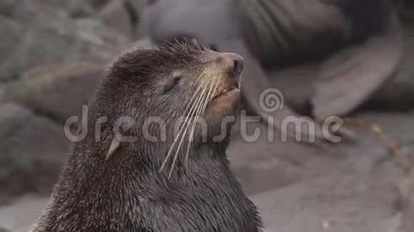 鼻毛海豹视频的预览图