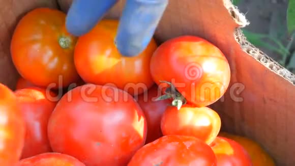 收集到的一大批西红柿的美味收获放在靠近风景的纸板箱里女式手视频的预览图
