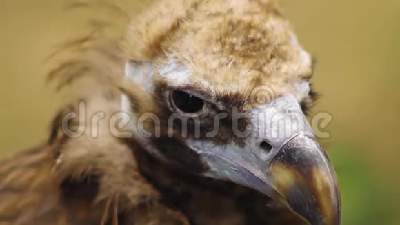 动物园公园的秃鹫特写镜头视频的预览图