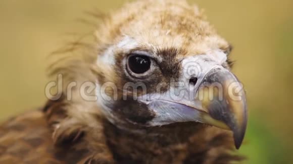 动物园公园的秃鹫特写镜头视频的预览图