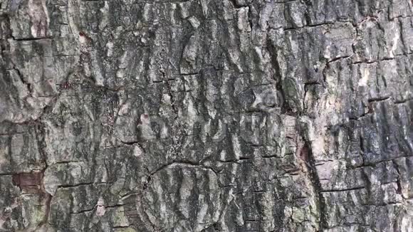 抽象的自然美树皮表面活动叶影视频的预览图