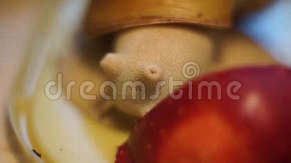 镜子上的红苹果和三只蜗牛视频的预览图