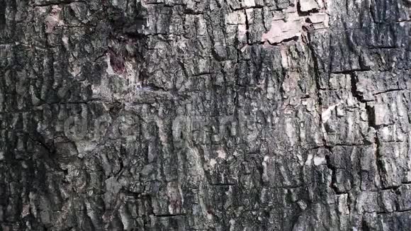 抽象的自然美树皮表面活动叶影视频的预览图