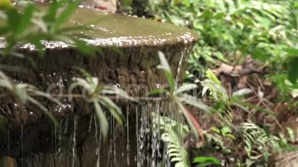 热带公园绿色茂盛的树叶和喷泉放松和冥想的气氛视频的预览图
