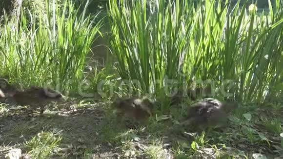 夏天阳光明媚的一天鸭子和成年小鸭子在湖边的草地上嬉戏视频的预览图