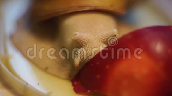 镜子上的红苹果和三只蜗牛视频的预览图
